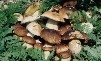 “La foto dei funghi più belli del 2023”, sabato il nome del vincitore