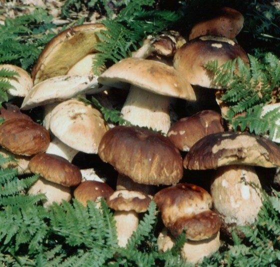 Torna il concorso dei funghi e raddoppia