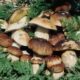 “La foto dei funghi più belli del 2023”, sabato il nome del vincitore