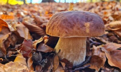 Entra nel vivo il concorso “La foto dei funghi più belli”