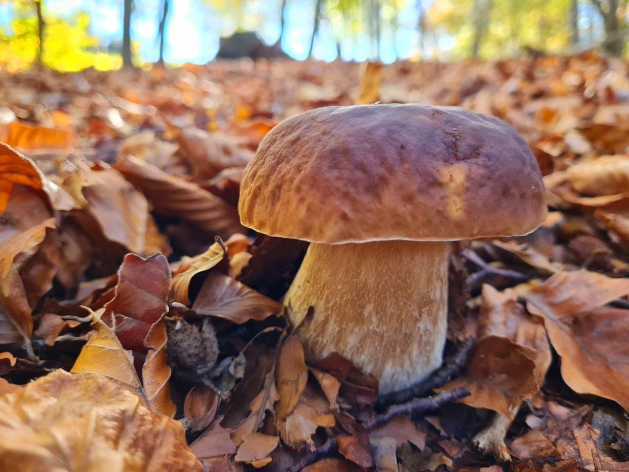 Entra nel vivo il concorso “La foto dei funghi più belli”