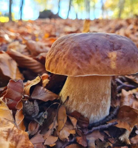 Torna il concorso “La foto dei funghi più belli del 2024"